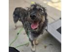 Adopt Jenna a Husky