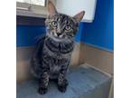 Adopt Twinky a Domestic Short Hair