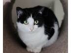Adopt Zoe a Domestic Short Hair