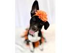 Adopt Gizmo a Labrador Retriever, Mixed Breed