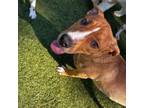Adopt Maddox a Boxer