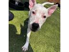 Adopt Minnie a Boxer