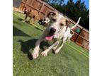 Adopt Maisy a Boxer
