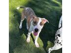Adopt Maya a Boxer