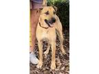 Adopt Jocelyn a Hound