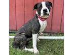 Adopt Michi a Pit Bull Terrier