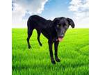 Adopt Jetta a Labrador Retriever, Mixed Breed