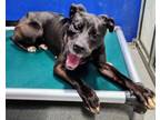 Adopt Ella a Boxer, Mixed Breed