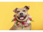 Adopt Hazel a American Staffordshire Terrier