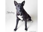 Adopt Shirley a Collie, Mixed Breed