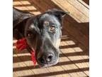 Adopt Titania a Mixed Breed