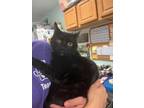 Adopt Hunter a Domestic Short Hair