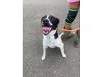 Adopt Saffron (now Dally) a Hound