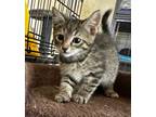 Adopt Rye a Domestic Short Hair