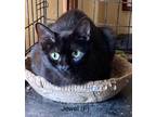 Adopt Jewel a Domestic Short Hair