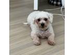 Adopt Felicity a Bichon Frise