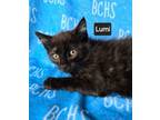 Adopt Lumi - available soon a Domestic Short Hair