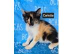 Adopt Carlotta a Domestic Short Hair