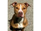 Adopt Rose a Pit Bull Terrier, Mixed Breed