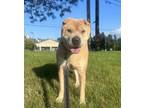 Adopt Irene a Shar-Pei, Mixed Breed