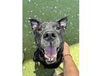 Adopt Velma a Labrador Retriever, Mixed Breed