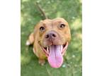 Adopt Hershey a Pit Bull Terrier, Mixed Breed