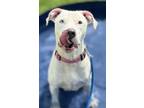 Adopt Xena a Pit Bull Terrier, Mixed Breed