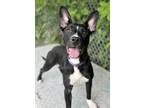 Adopt Ingrid a Pit Bull Terrier, Mixed Breed