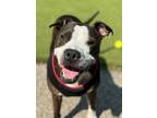 Adopt Honey a American Staffordshire Terrier, Pit Bull Terrier