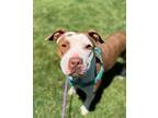 Adopt Karate a Pit Bull Terrier, Mixed Breed