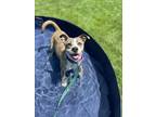Adopt Rachel a Pit Bull Terrier, Mixed Breed