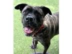 Adopt Frieda a Cane Corso, Mixed Breed