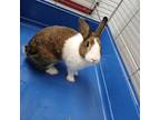 Adopt Zora a Dutch