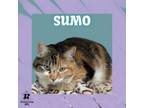 Adopt Sumo a Domestic Short Hair