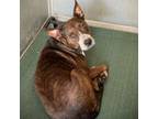 Adopt JoJo a Australian Cattle Dog / Blue Heeler, Pit Bull Terrier