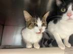 Adopt Percy a Domestic Short Hair