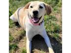 Adopt Raven a Yellow Labrador Retriever