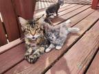 Half Breed Maine Coons