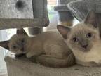 Lilac Point Siamese Litter