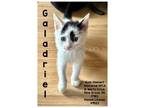 Adopt Galadriel a Domestic Short Hair