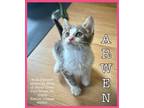 Adopt Arwen a Domestic Short Hair