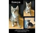 Adopt Eowyn a Domestic Short Hair