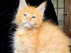 Roxolana Maine Coon Female Red