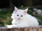 Zara Maine Coon Female White