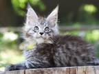 Barbaris Maine Coon Male Black Silver Spotted Tab