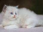 Bruno Ragdoll Male Blue Bicolour