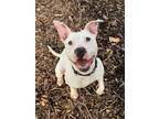Adopt Sky a Pit Bull Terrier