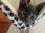 Russian Blue X
