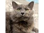 Adopt Stormy a Domestic Long Hair, Domestic Medium Hair