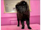 Adopt Raven a Chow Chow